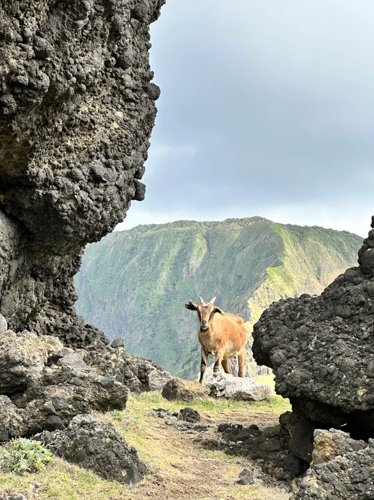 羊咩咩和羊便便都很多