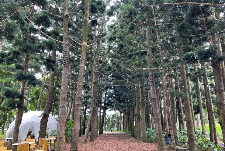 戶外森林 (圖/Google Maps)