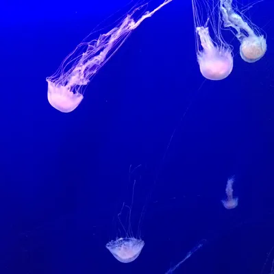 每天重新振作小姐