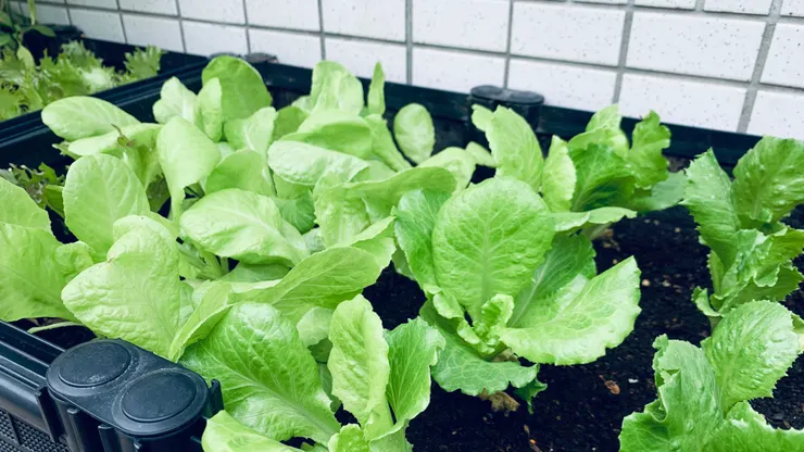 一週後慢慢長大的樣子