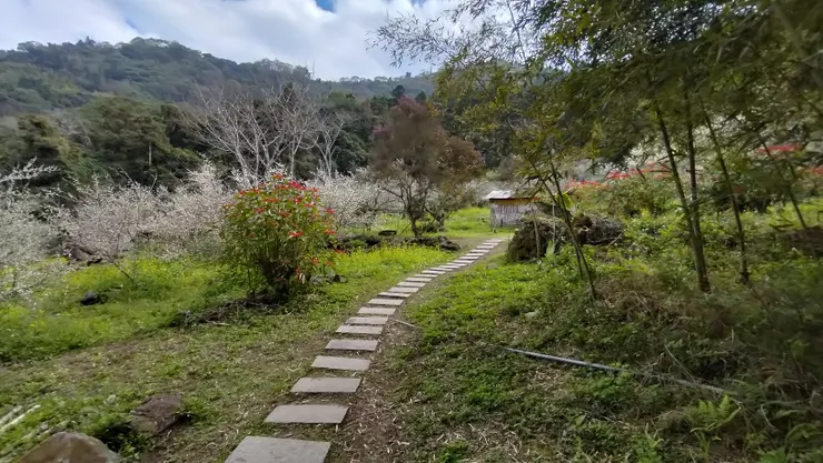 梅花小徑/Mingling攝