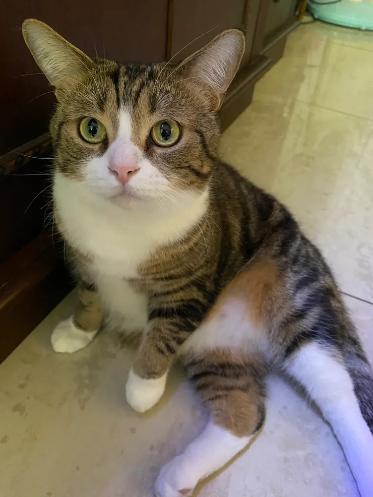 學長家的貓貓阿里