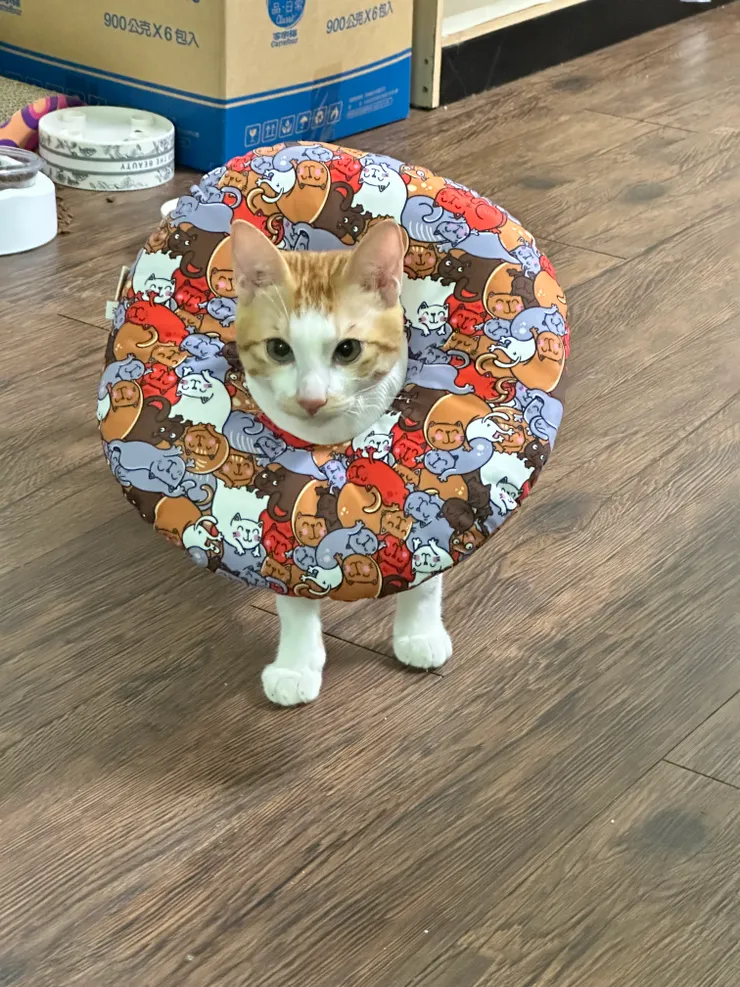 突然好想把甜甜圈黏上長毛的絨毛布...(謎之聲：這樣也不會變獅子王喔)