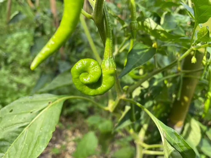 一個可愛的捲捲椒