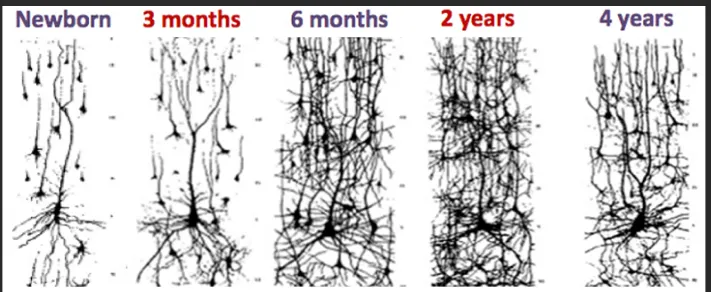 人的大腦在頭三年突觸的變化
