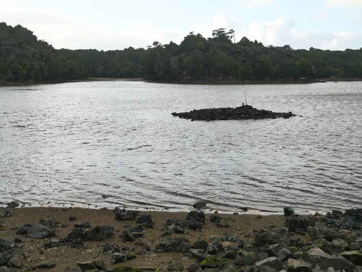 小小的沙灘滿滿的淡菜，心中浮現一股現場採集回市區找商家代客料理的念頭。