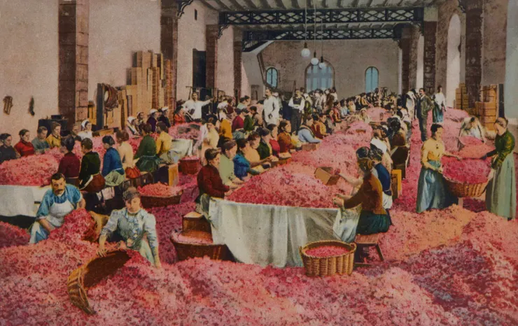 在1900年前後，玫瑰主要由工人婦女進行採收與提煉。