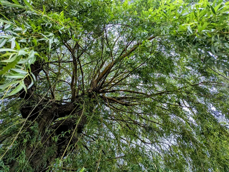2025/06/05 芒種、微雨：住家巷口一戶人家後院，有參天柳樹一棵，每次外出散步必經過。節氣之始，以汝為證。