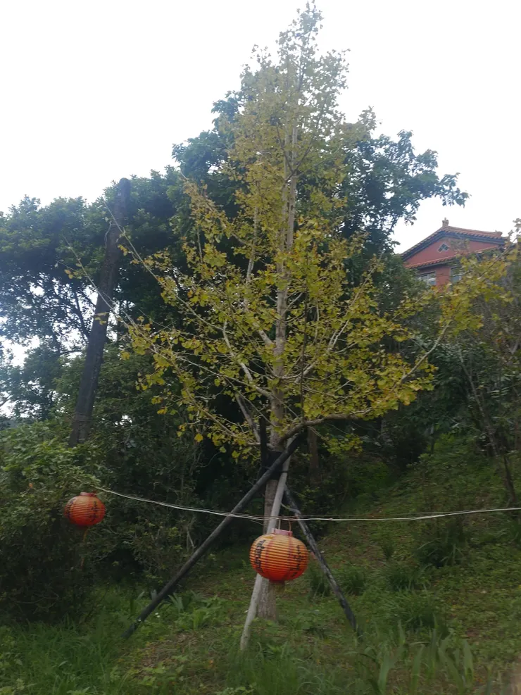 這棵應該是最黃的