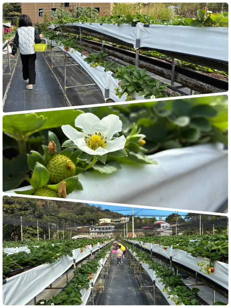 有兩座高架草莓可以採草莓