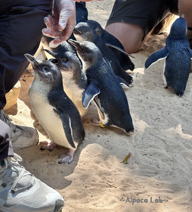 25/12/02,Featherdale Wildlife Park企鵝餵食體驗