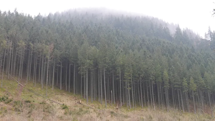 看起來很仙的樹