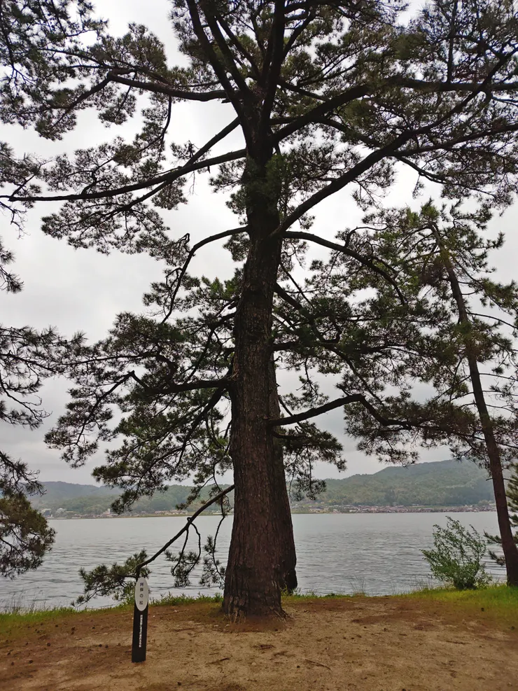 天橋立公園 松並木