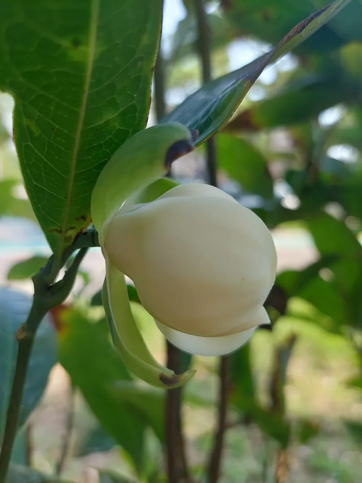 白天的夜合,花瓣整個合起來,就像一枚小母雞蛋