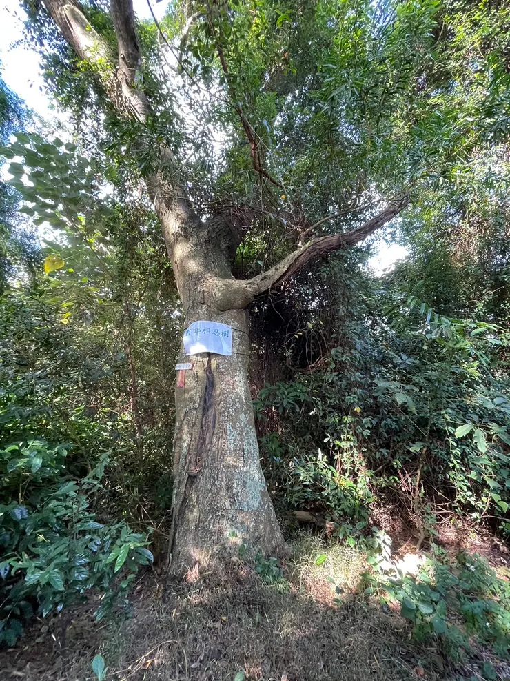 百年相思樹