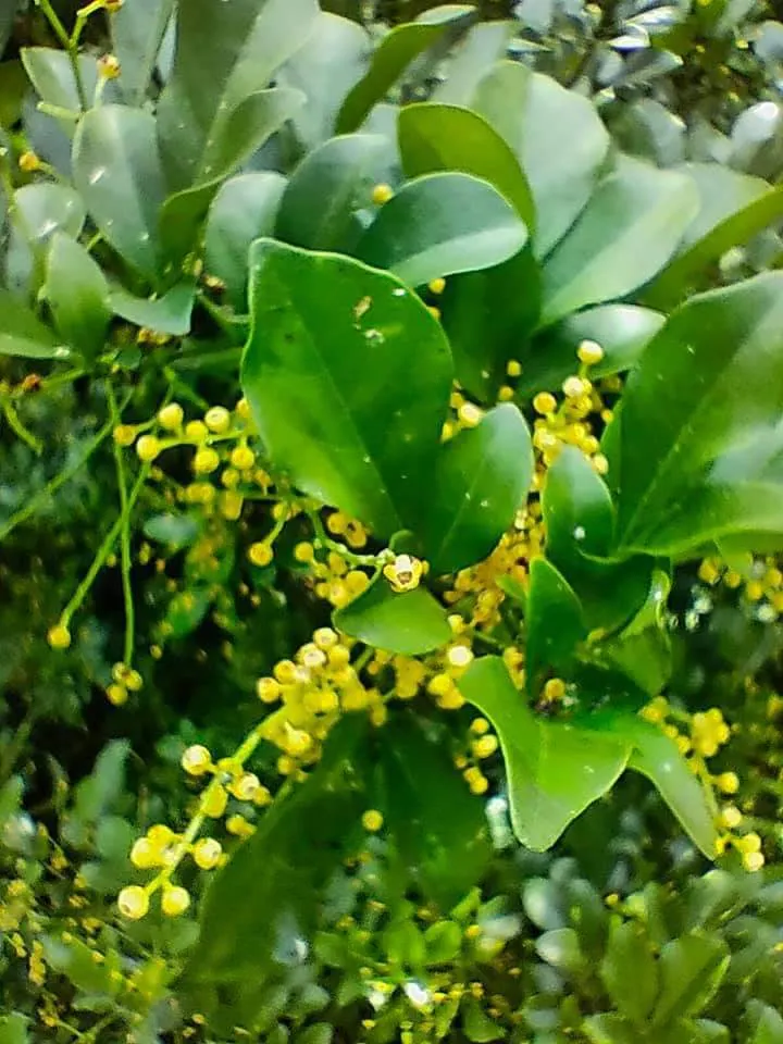 樹蘭細碎的小黃花，像似碎米灑落一般