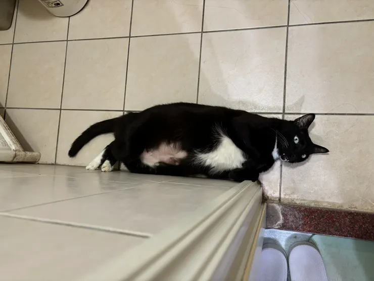 一如既往胖到溢出來，久沒露臉的黑胖貓，夏天熱，總是喜歡軟爛在廁所涼涼的地板上。