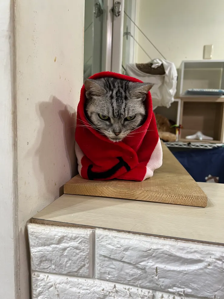 包著紅色絨毯的肥咪緊盯著牠感興趣的東西--獵物?食物?