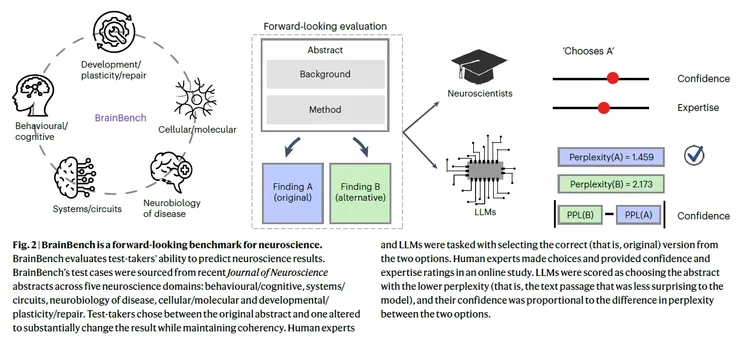 此基準主要測試模型在五個神經科學領域中的表現。來源：本研究