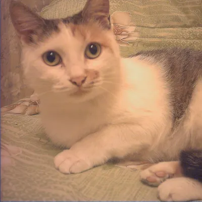 polos song的文字創作沙龍