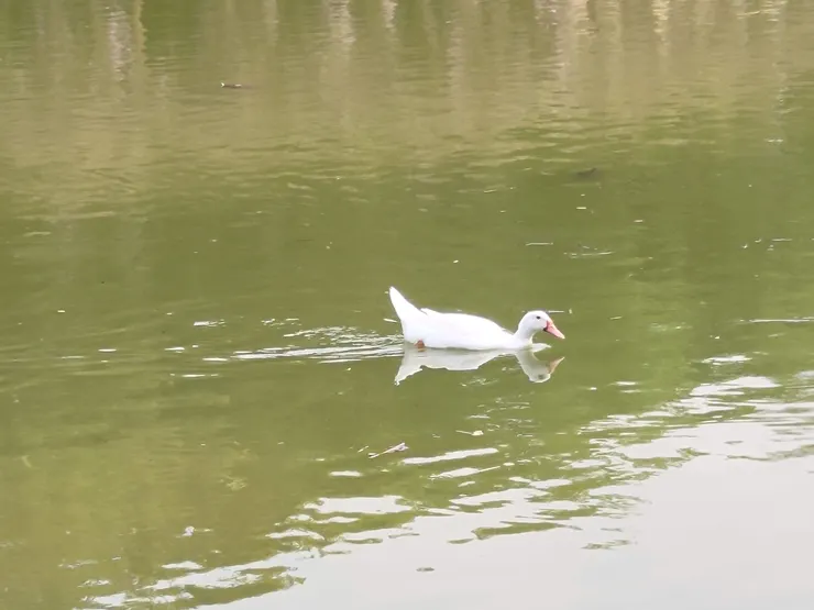 大湖公園的生態十分豐富,偶爾停下腳步便能與可愛的小動物相遇。