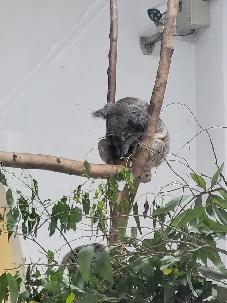 無尾熊睡得很爽