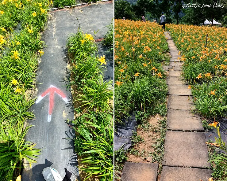 ▲2025花現台七「桃園繡球金針農遊趣」/ 圖片來源：Betty's Jump Diary