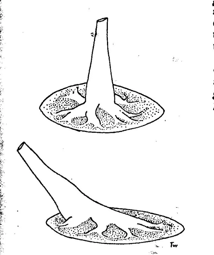 海綿的出入水口的開口位置會隨水流的方向而改變