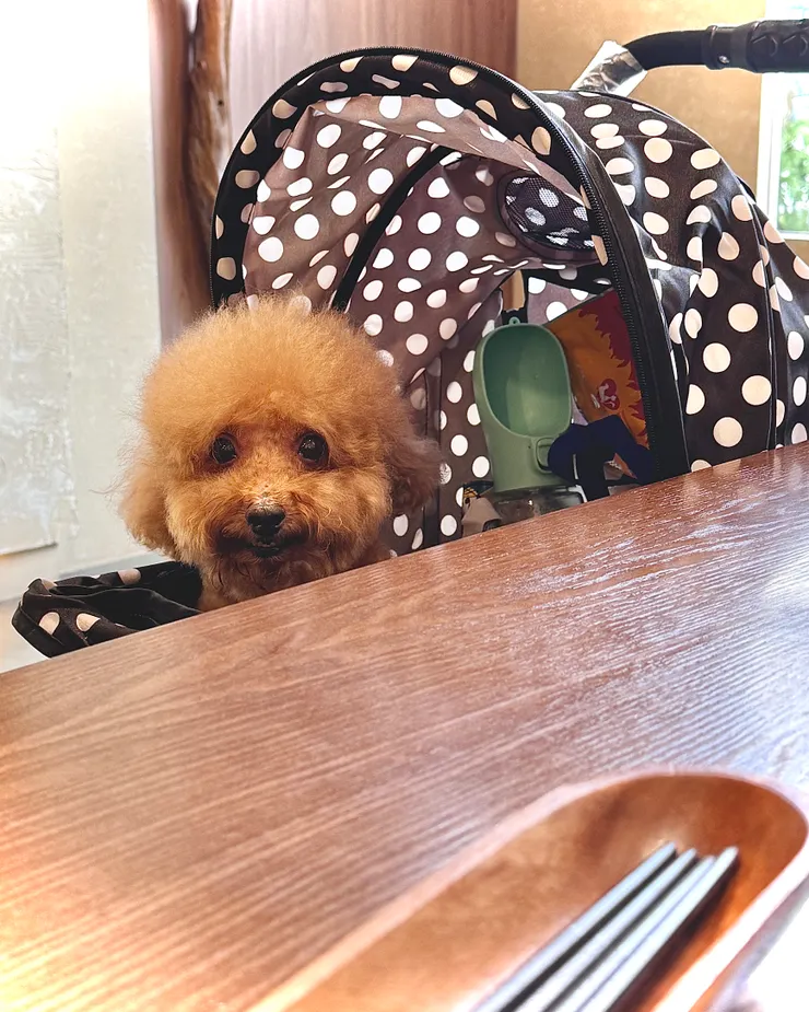 寵物友善餐廳👍