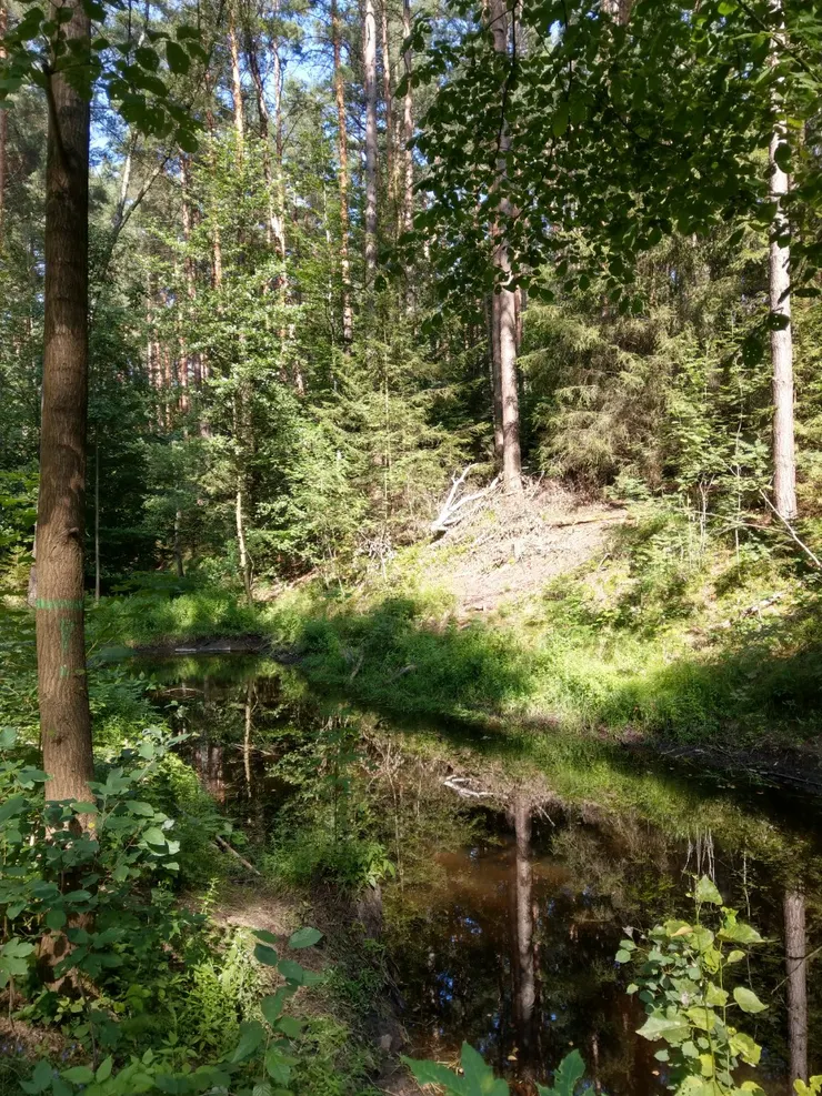 小池塘,旁邊有發現動物的腳印