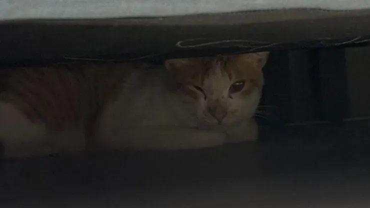 貓：好奇怪的地方唷