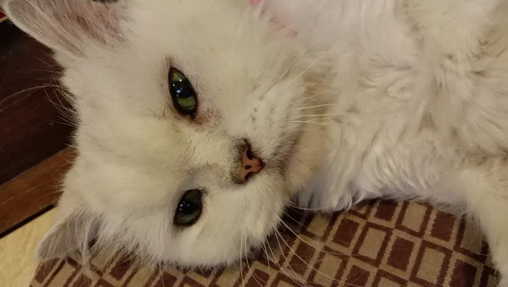 回家鎮定劑才發作，懶洋洋的蒼太