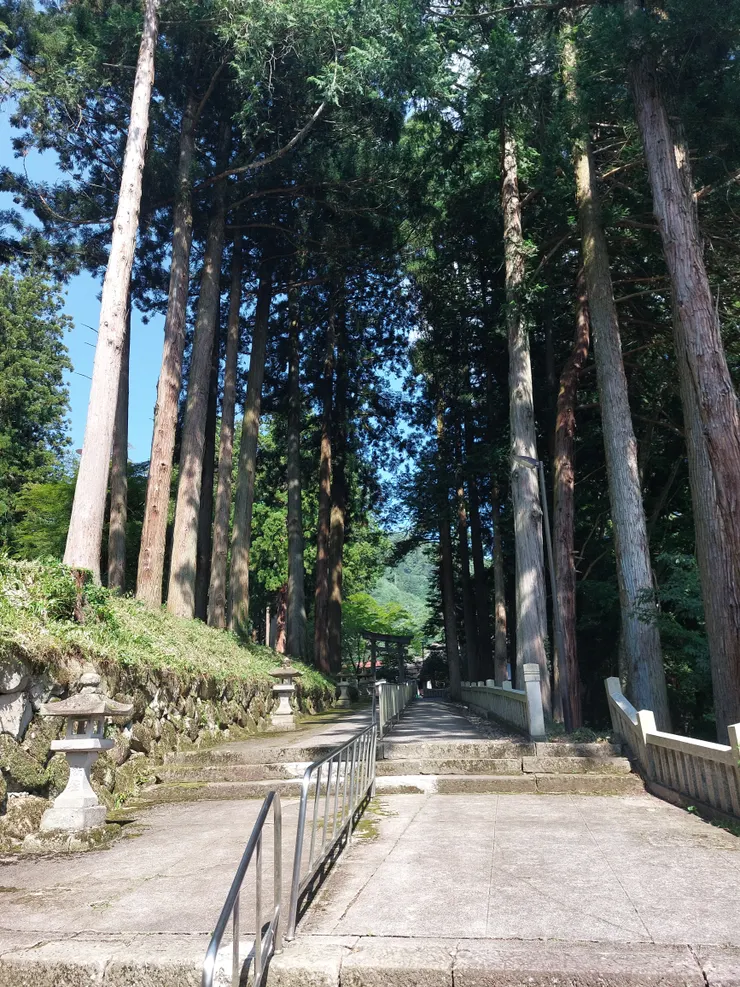 被嵾天巨木環繞的階梯和在陽光下的階梯成明顯對比