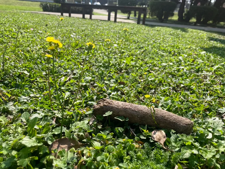 黃鵪菜的點點身影