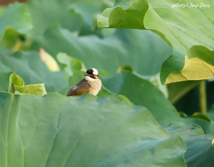 ▲2024桃園蓮花季/圖片來源:Betty's Jump Diary