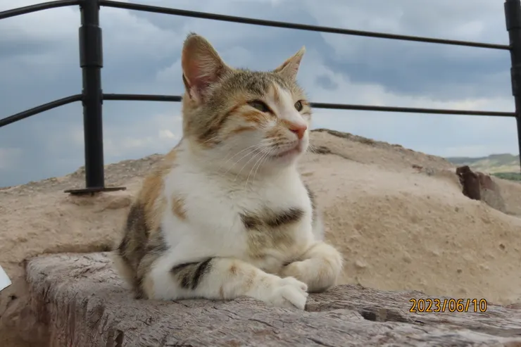 圖十三: 見牠一副氣定神閒的模樣。