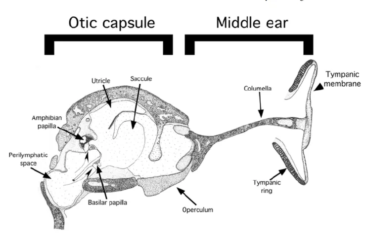 兩棲聽覺系統構造