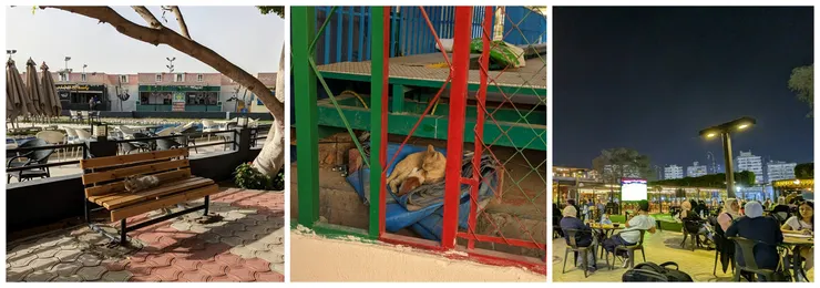 太陽俱樂部內，在長椅睡覺的貓咪、貓媽媽與小奶貓、及露天咖啡廳景色。(來源：筆者攝)