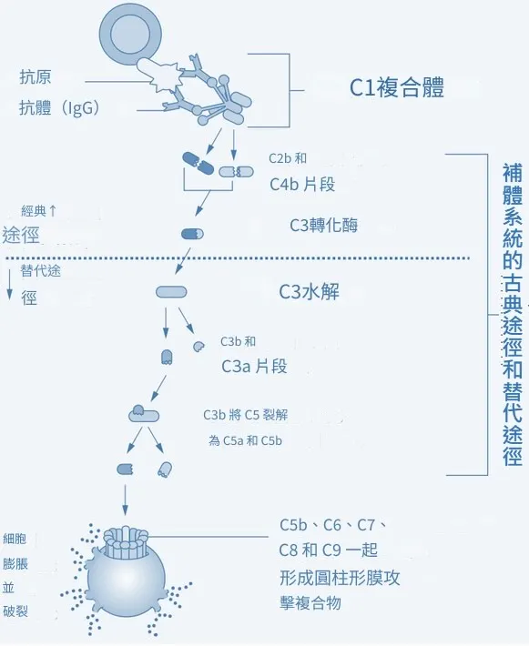 維基百科公眾領域圖片重製