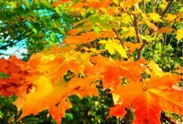 圖片來源網址 : https://www.jendow.com.tw/wiki/%E6%A5%93%E6%A8%B9%5B%E4%B8%AD%E8%97%A5%5D