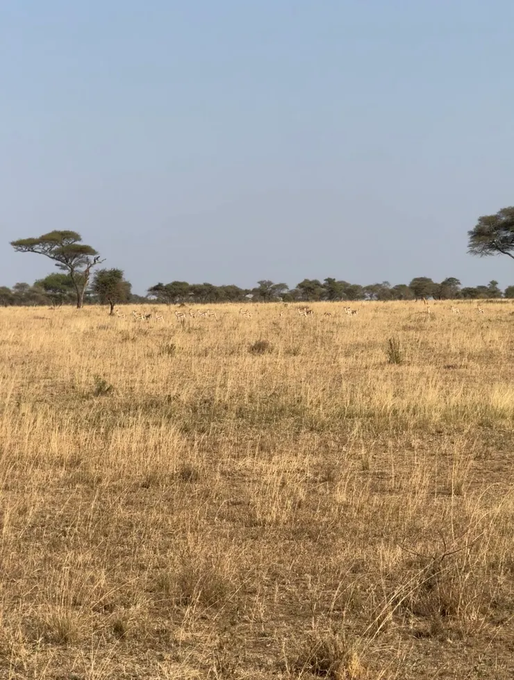 遠方草叢堆裡的羚羊，立刻變成警戒狀態