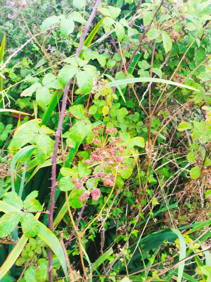 路邊的野莓，真的就這樣直接吃耶XD