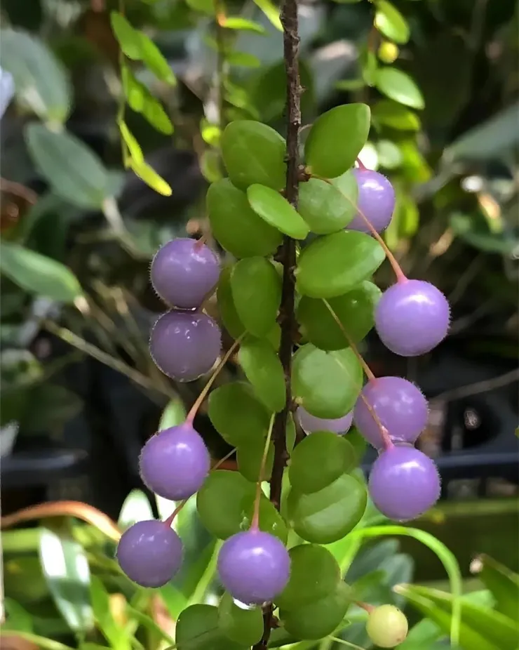 黃楊葉提燈莓果實