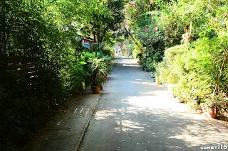充滿綠意的花園(往二林方向拍)