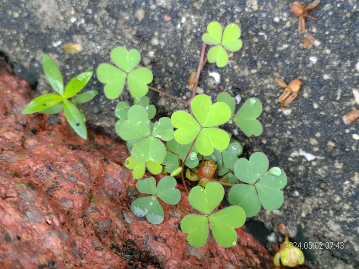 這邊都是三葉的~