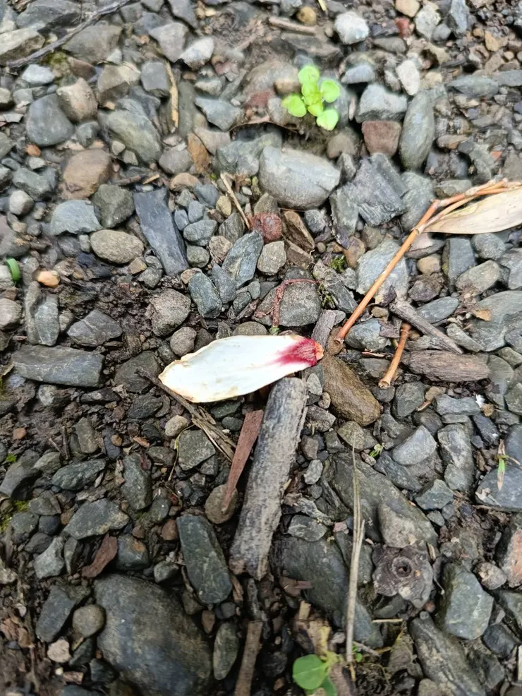 只有花瓣飄落的雌花，超級不起眼啊！