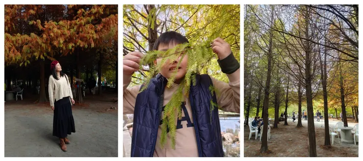 能拍到橘紅色落羽松已經很滿足了