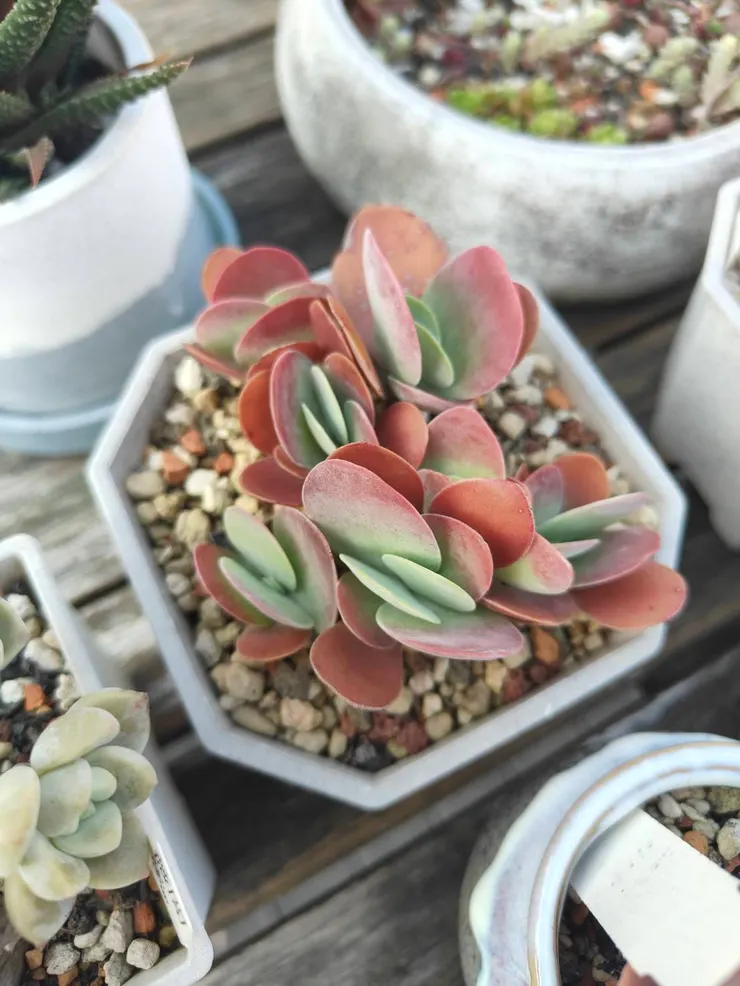 第三代的孫子輩唐印