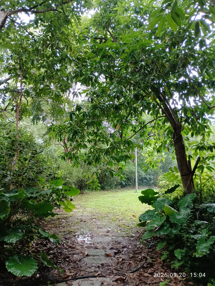 蹁躚足印猶深深