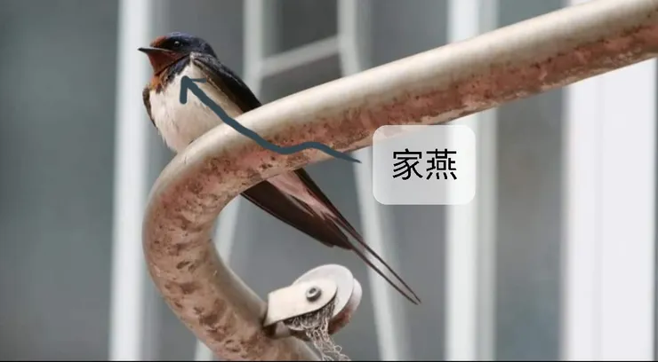 胸前有深藍色紋理